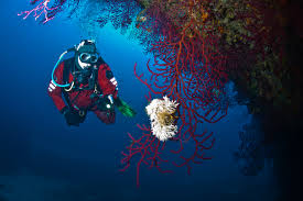 biologie sous marine